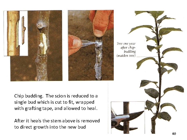 Chip budding. The scion is reduced to a single bud which is cut to