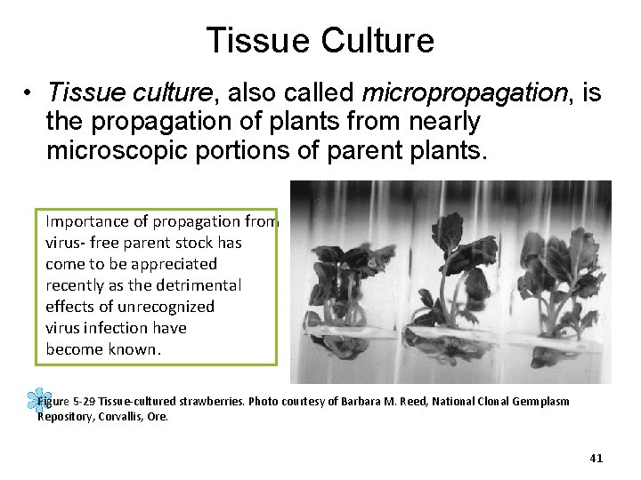 Tissue Culture • Tissue culture, also called micropropagation, is the propagation of plants from