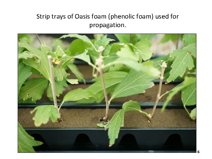 Strip trays of Oasis foam (phenolic foam) used for propagation. 6 