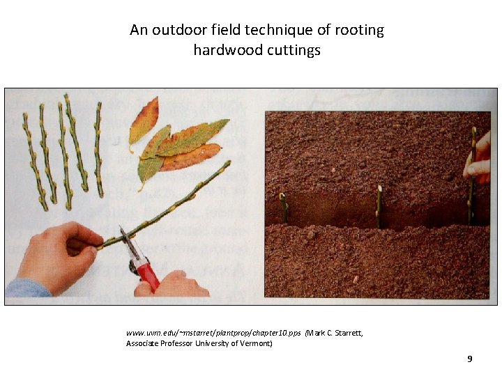 An outdoor field technique of rooting hardwood cuttings www. uvm. edu/~mstarret/plantprop/chapter 10. pps (Mark