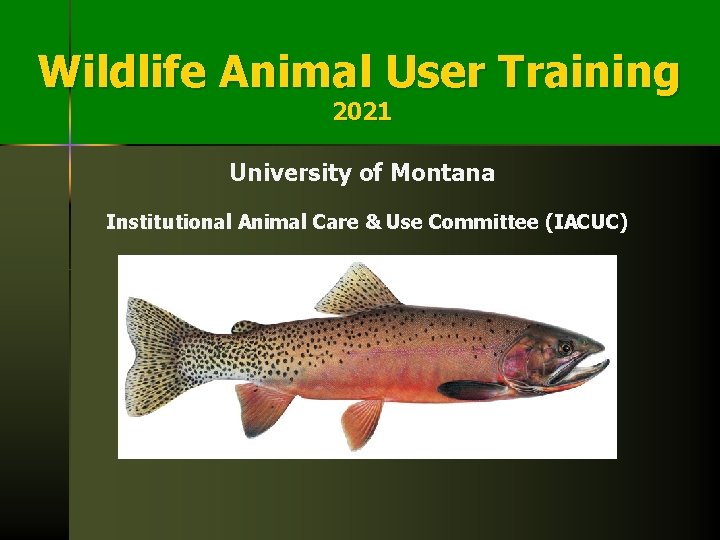 Wildlife Animal User Training 2021 University of Montana