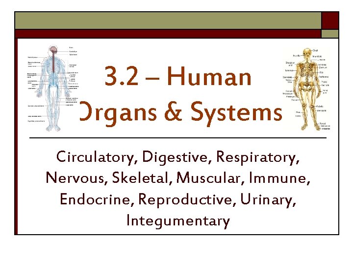 3. 2 – Human Organs & Systems Circulatory, Digestive, Respiratory, Nervous, Skeletal, Muscular, Immune,