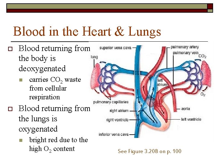 Blood in the Heart & Lungs o Blood returning from the body is deoxygenated