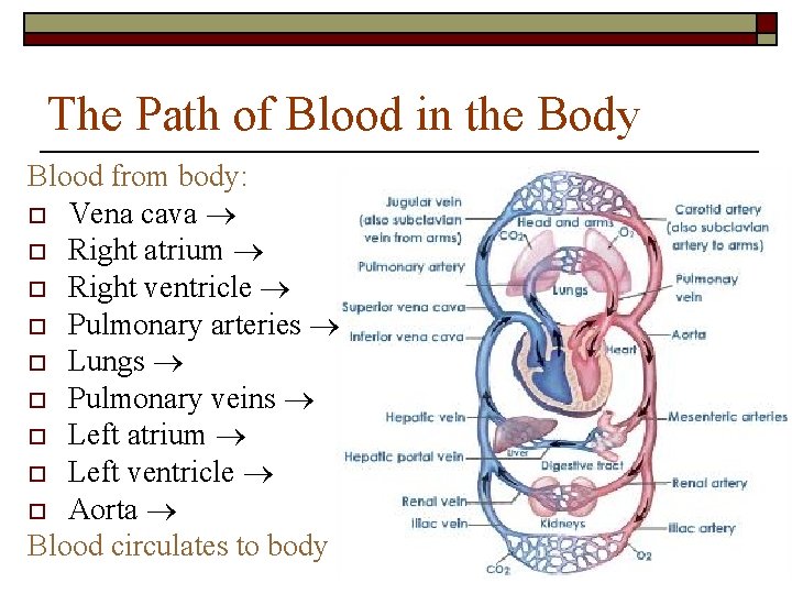 The Path of Blood in the Body Blood from body: o Vena cava o