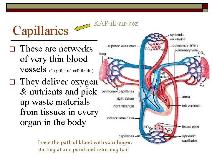 Capillaries o o KAP-ill-air-eez These are networks of very thin blood vessels (1 epithelial