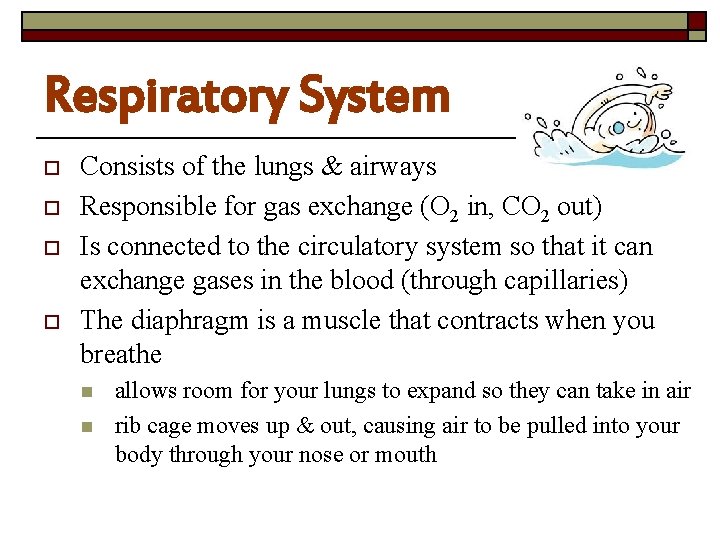 Respiratory System o o Consists of the lungs & airways Responsible for gas exchange