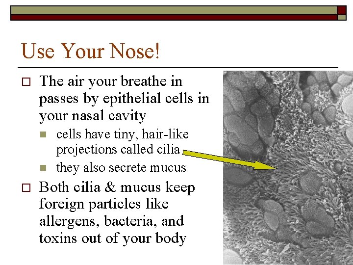 Use Your Nose! o The air your breathe in passes by epithelial cells in