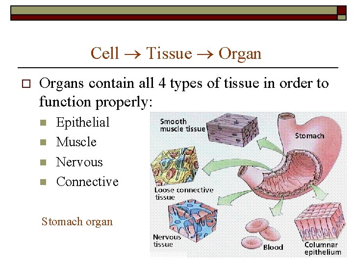 Cell Tissue Organ o Organs contain all 4 types of tissue in order to Cell Tissue Organ o Organs contain all 4 types of tissue in order to