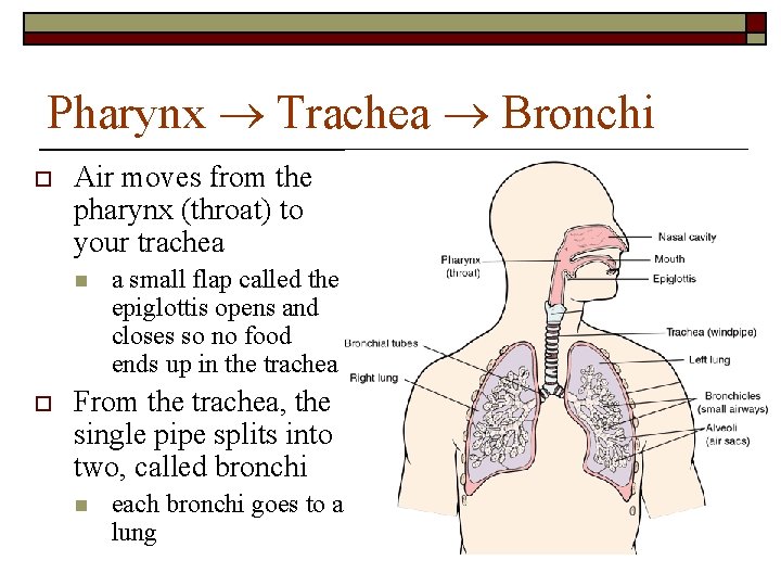 Pharynx Trachea Bronchi o Air moves from the pharynx (throat) to your trachea n Pharynx Trachea Bronchi o Air moves from the pharynx (throat) to your trachea n