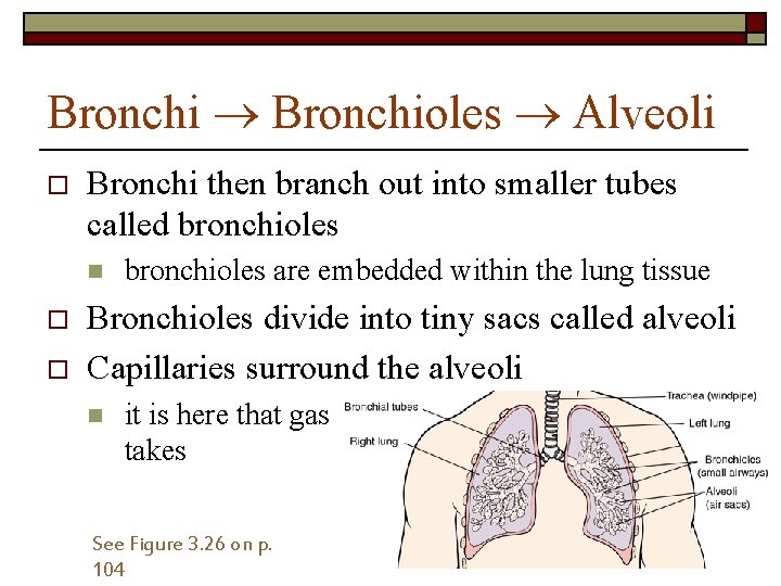 Bronchi Bronchioles Alveoli o Bronchi then branch out into smaller tubes called bronchioles n