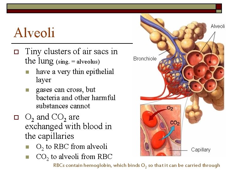 Alveoli o Tiny clusters of air sacs in the lung (sing. = alveolus) n Alveoli o Tiny clusters of air sacs in the lung (sing. = alveolus) n