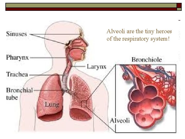 Alveoli are the tiny heroes of the respiratory system! Alveoli are the tiny heroes of the respiratory system!