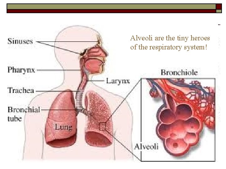 Alveoli are the tiny heroes of the respiratory system! 