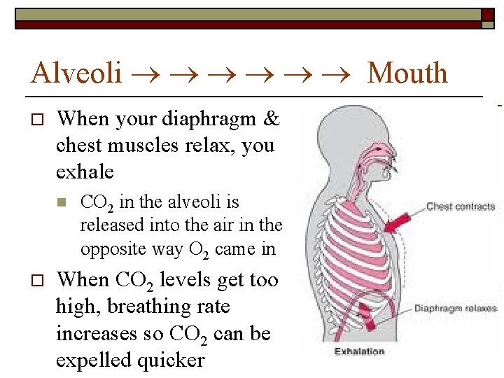 Alveoli Mouth o When your diaphragm & chest muscles relax, you exhale n o Alveoli Mouth o When your diaphragm & chest muscles relax, you exhale n o