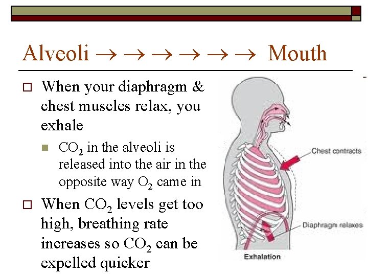 Alveoli Mouth o When your diaphragm & chest muscles relax, you exhale n o