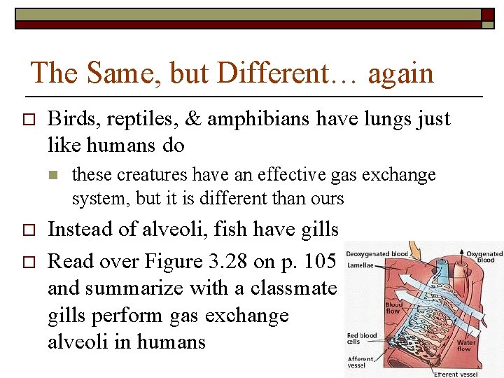 The Same, but Different… again o Birds, reptiles, & amphibians have lungs just like