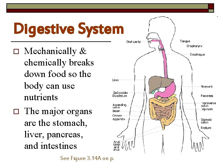 Digestive System o o Mechanically & chemically breaks down food so the body can