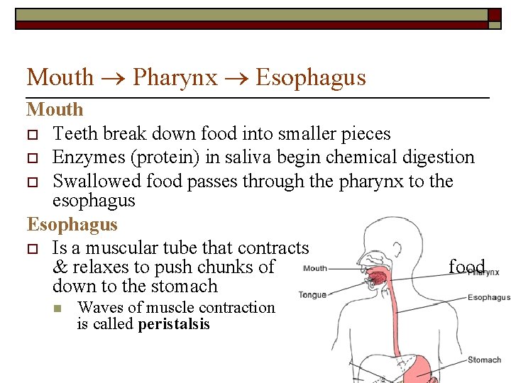 Mouth Pharynx Esophagus Mouth o Teeth break down food into smaller pieces o Enzymes Mouth Pharynx Esophagus Mouth o Teeth break down food into smaller pieces o Enzymes