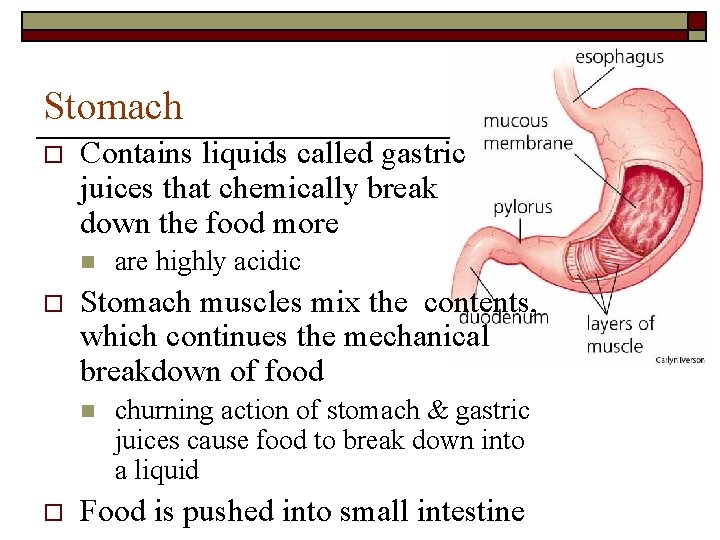 Stomach o Contains liquids called gastric juices that chemically break down the food more Stomach o Contains liquids called gastric juices that chemically break down the food more