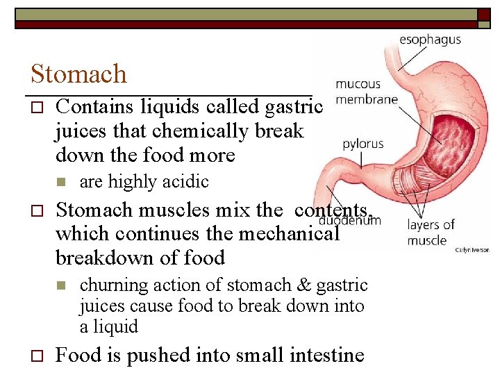 Stomach o Contains liquids called gastric juices that chemically break down the food more