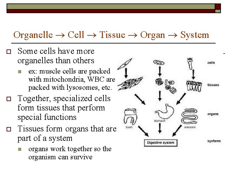 Organelle Cell Tissue Organ System o Some cells have more organelles than others n Organelle Cell Tissue Organ System o Some cells have more organelles than others n