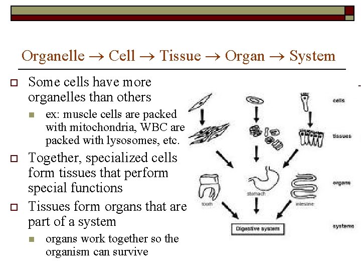 Organelle Cell Tissue Organ System o Some cells have more organelles than others n