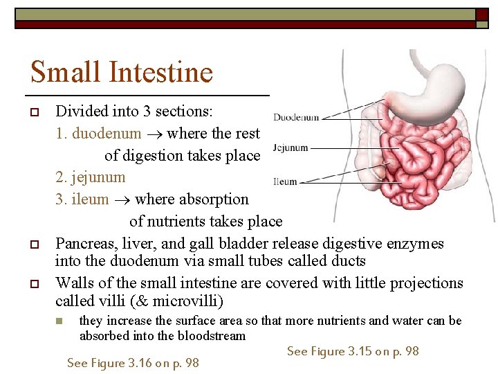 Small Intestine o o o Divided into 3 sections: 1. duodenum where the rest