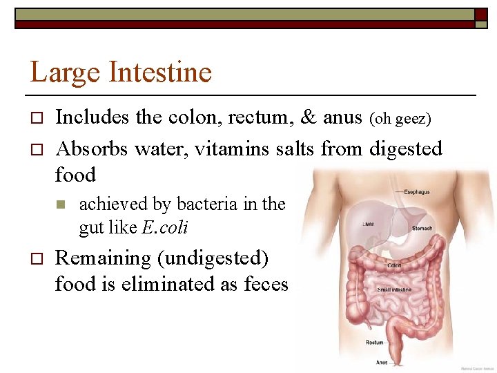 Large Intestine o o Includes the colon, rectum, & anus (oh geez) Absorbs water, Large Intestine o o Includes the colon, rectum, & anus (oh geez) Absorbs water,