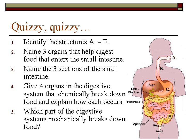 Quizzy, quizzy… 1. 2. 3. 4. 5. Identify the structures A. – E. Name