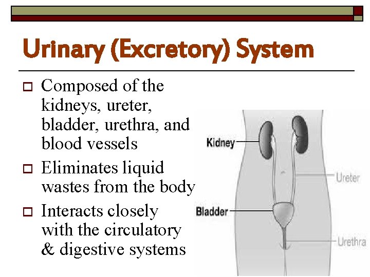 Urinary (Excretory) System o o o Composed of the kidneys, ureter, bladder, urethra, and