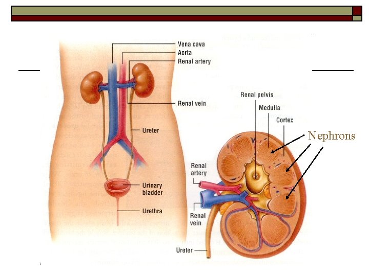 Nephrons Nephrons