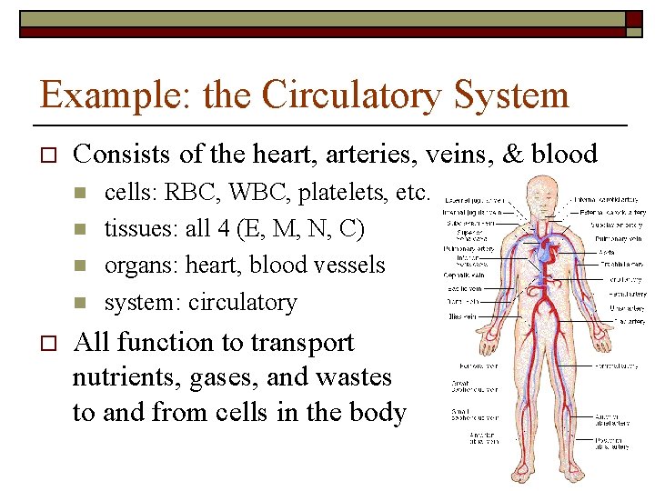 Example: the Circulatory System o Consists of the heart, arteries, veins, & blood n