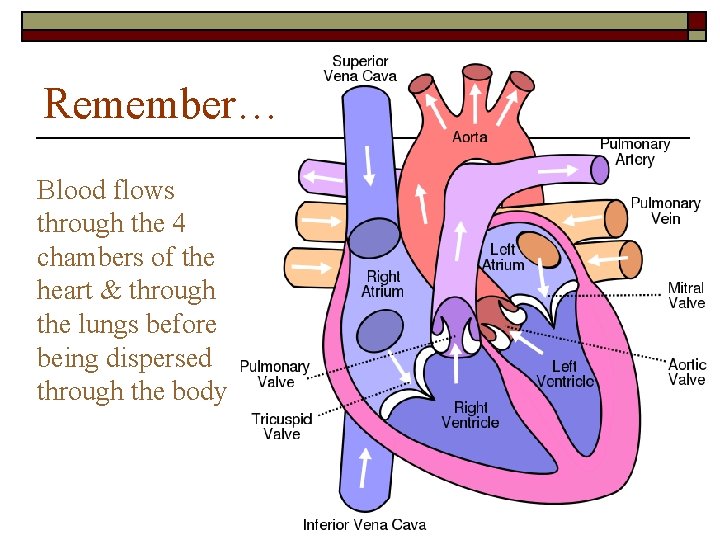 Remember… Blood flows through the 4 chambers of the heart & through the lungs Remember… Blood flows through the 4 chambers of the heart & through the lungs