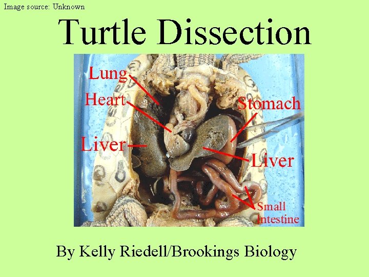 Image source: Unknown Turtle Dissection By Kelly Riedell/Brookings Biology 