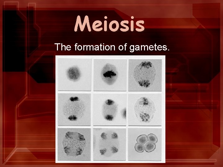 Meiosis The formation of gametes. 