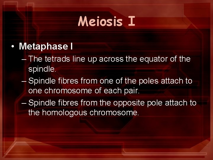 Meiosis I • Metaphase I – The tetrads line up across the equator of