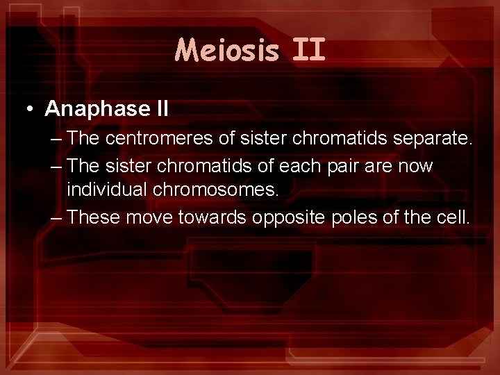 Meiosis II • Anaphase II – The centromeres of sister chromatids separate. – The