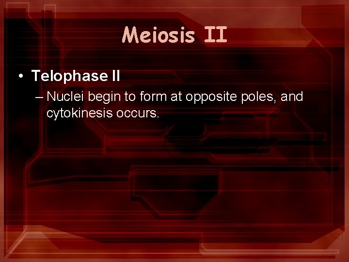 Meiosis II • Telophase II – Nuclei begin to form at opposite poles, and