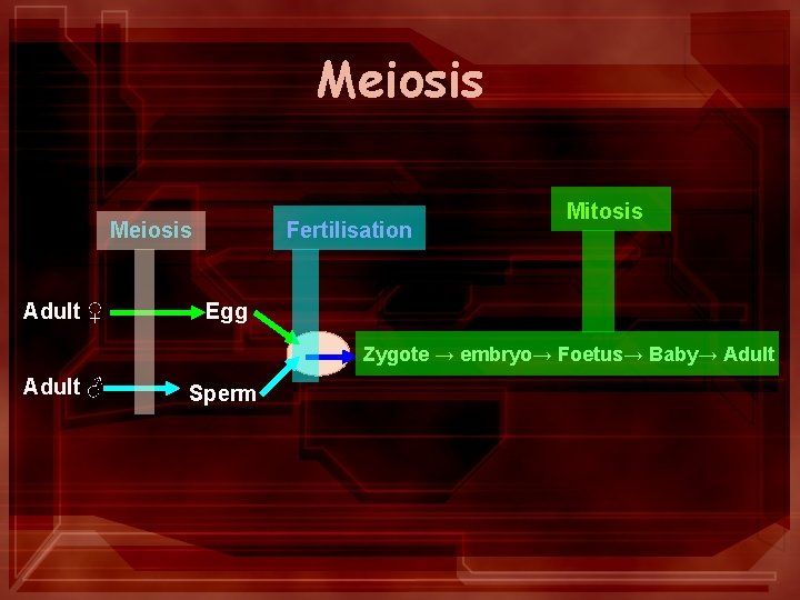 Meiosis Adult ♀ Fertilisation Mitosis Egg Zygote → embryo→ Foetus→ Baby→ Adult ♂ Sperm