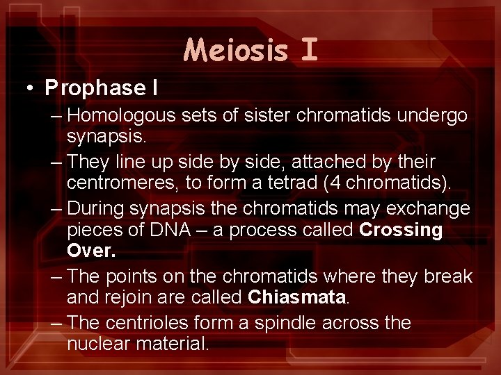 Meiosis I • Prophase I – Homologous sets of sister chromatids undergo synapsis. –