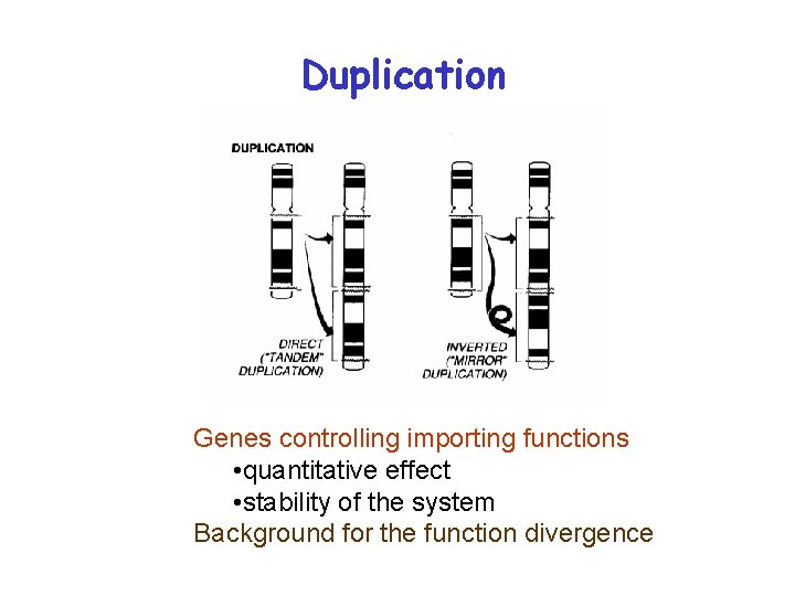 Duplication Genes controlling importing functions • quantitative effect • stability of the system Background