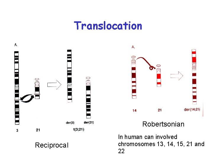 Translocation Robertsonian Reciprocal In human can involved chromosomes 13, 14, 15, 21 and 22