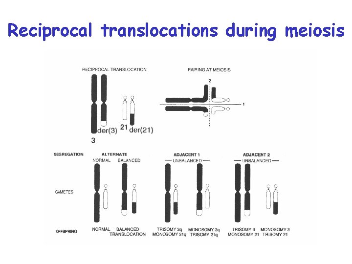 Reciprocal translocations during meiosis 