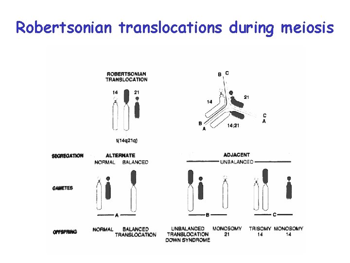 Robertsonian translocations during meiosis 