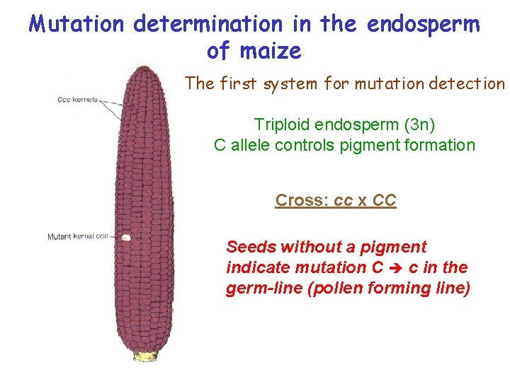Mutation determination in the endosperm of maize The first system for mutation detection Triploid