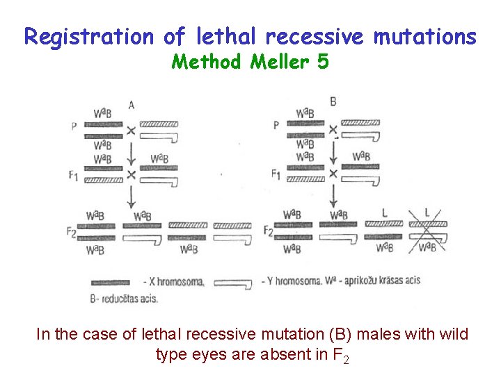 Registration of lethal recessive mutations Method Meller 5 In the case of lethal recessive