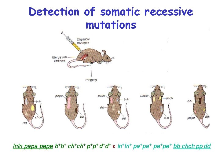 Detection of somatic recessive mutations lnln papa pepe b+b+ ch+ch+ p+p+ d+d+ x ln+ln+