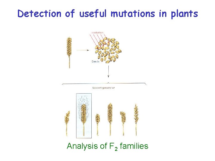 Detection of useful mutations in plants Analysis of F 2 families 