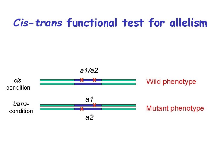 Cis-trans functional test for allelism ciscondition transcondition a 1/a 2 x x Wild phenotype