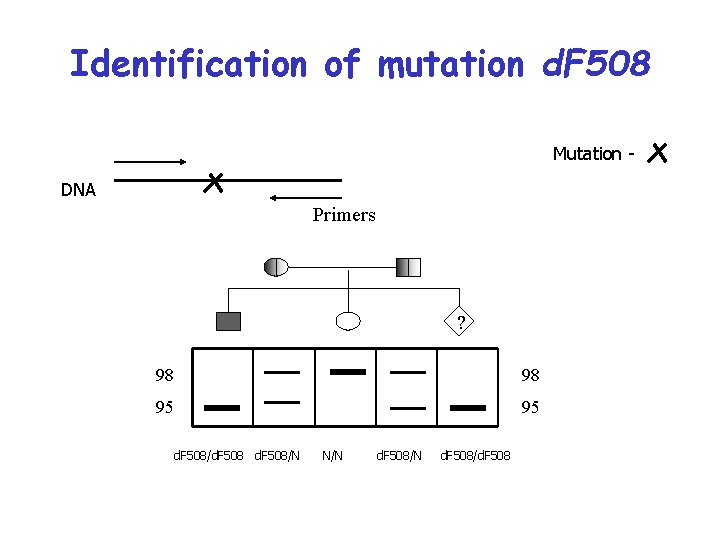 Identification of mutation d. F 508 Mutation DNA Primers ? 98 98 95 95